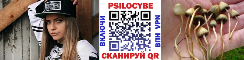 Псилоцибиновые грибы Cubensis Сорочинск